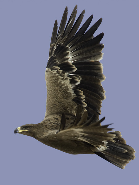 Arokotka, Steppe Eagle, Aquila nipalensis
